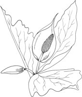FFL043A.TIF
