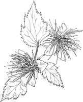 FFL042A.TIF