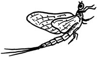 FFL041B.TIF