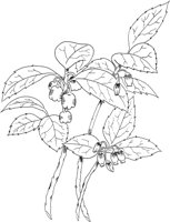 FFL040A.TIF