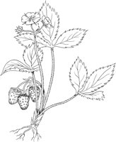 FFL036A.TIF