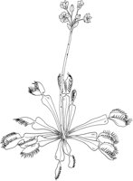 FFL035A.TIF