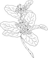 FFL034A.TIF