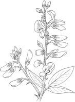 FFL032A.TIF