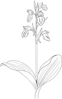 FFL031A.TIF