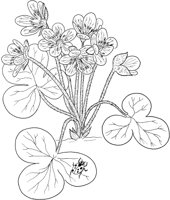FFL028A.TIF