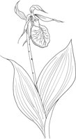 FFL026A.TIF