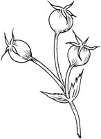 FFL021B.TIF
