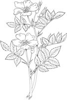 FFL021A.TIF