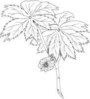 FFL020A.TIF