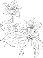FFL019A.TIF