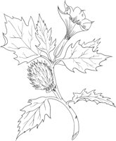 FFL018A.TIF