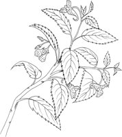 FFL017B.TIF