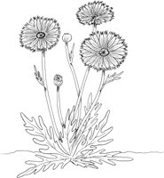 FFL010A.TIF