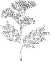 FFL008A.TIF
