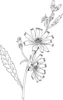 FFL006A.TIF