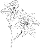 FFL005A.TIF