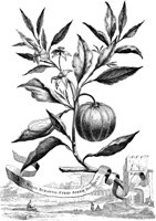 FLE106A.TIF