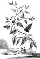 FLE105A.TIF