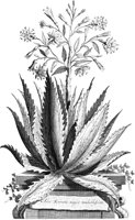 FLE097A.TIF