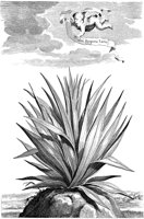 FLE096A.TIF