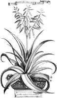 FLE095A.TIF
