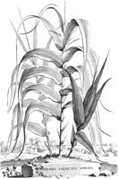 FLE087A.TIF