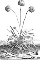 FLE085A.TIF