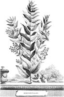 FLE081A.TIF