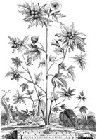 FLE079A.TIF