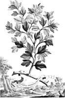 FLE078A.TIF
