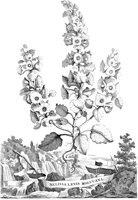 FLE077A.TIF