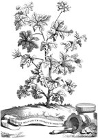 FLE076A.TIF