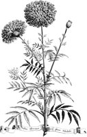 FLE073A.TIF