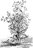 FLE070A.TIF