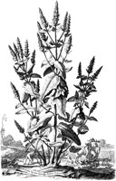 FLE067A.TIF