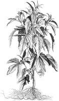 FLE066A.TIF
