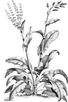 FLE065A.TIF