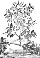 FLE055A.TIF