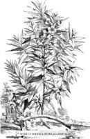 FLE053A.TIF