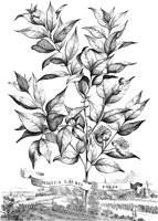 FLE052A.TIF