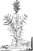 FLE050A.TIF