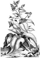FLE047A.TIF