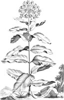 FLE046A.TIF