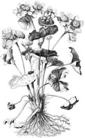 FLE043A.TIF
