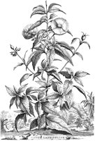 FLE033A.TIF