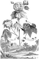 FLE030A.TIF