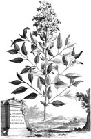 FLE028A.TIF