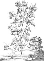 FLE026A.TIF