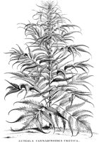 FLE015A.TIF